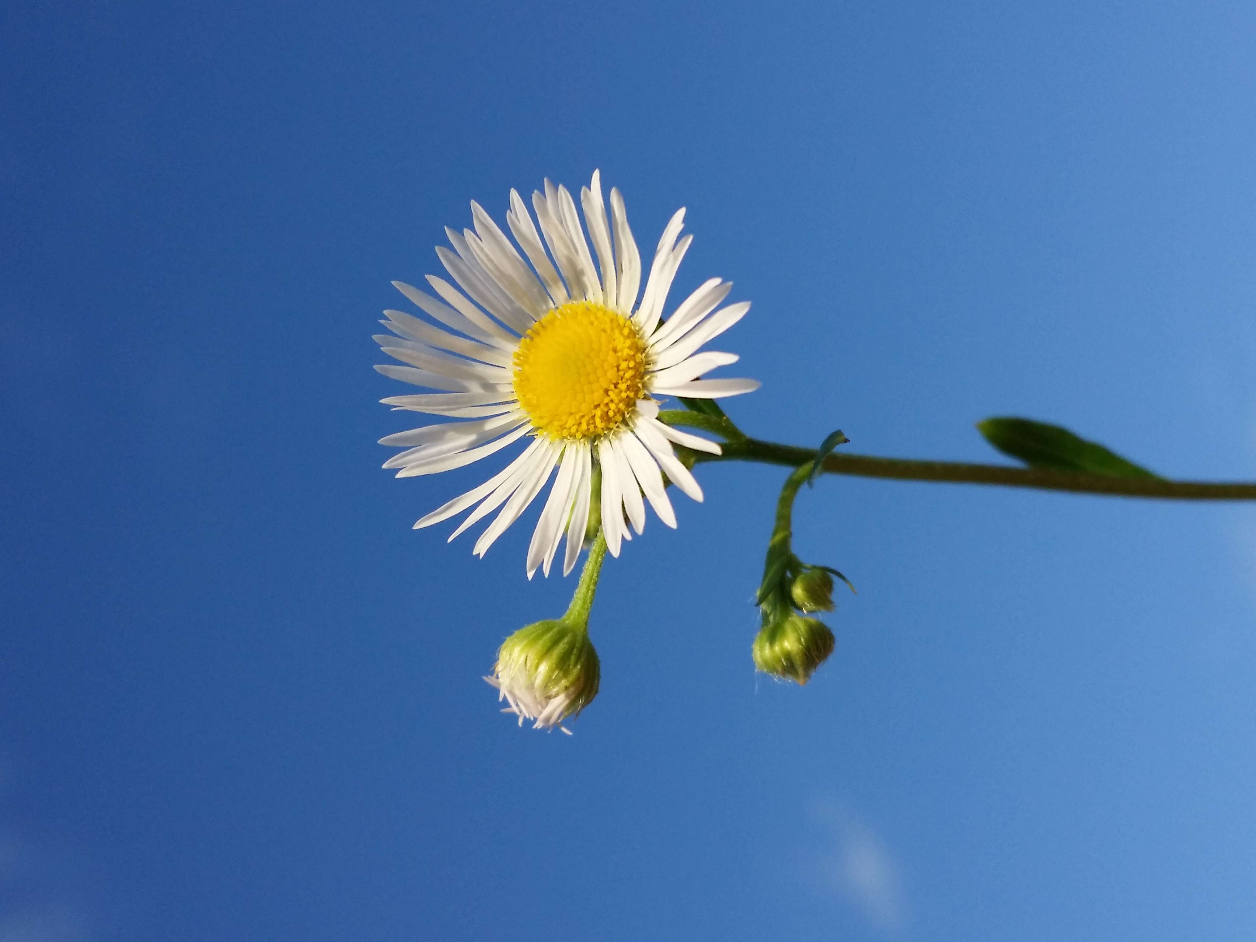 Image of eastern daisy fleabane