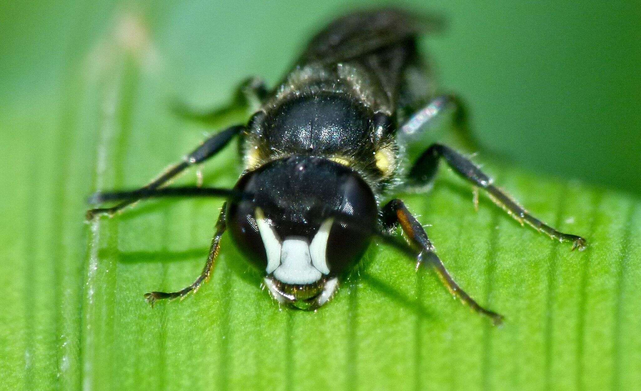 Image of Māori Masked Bee