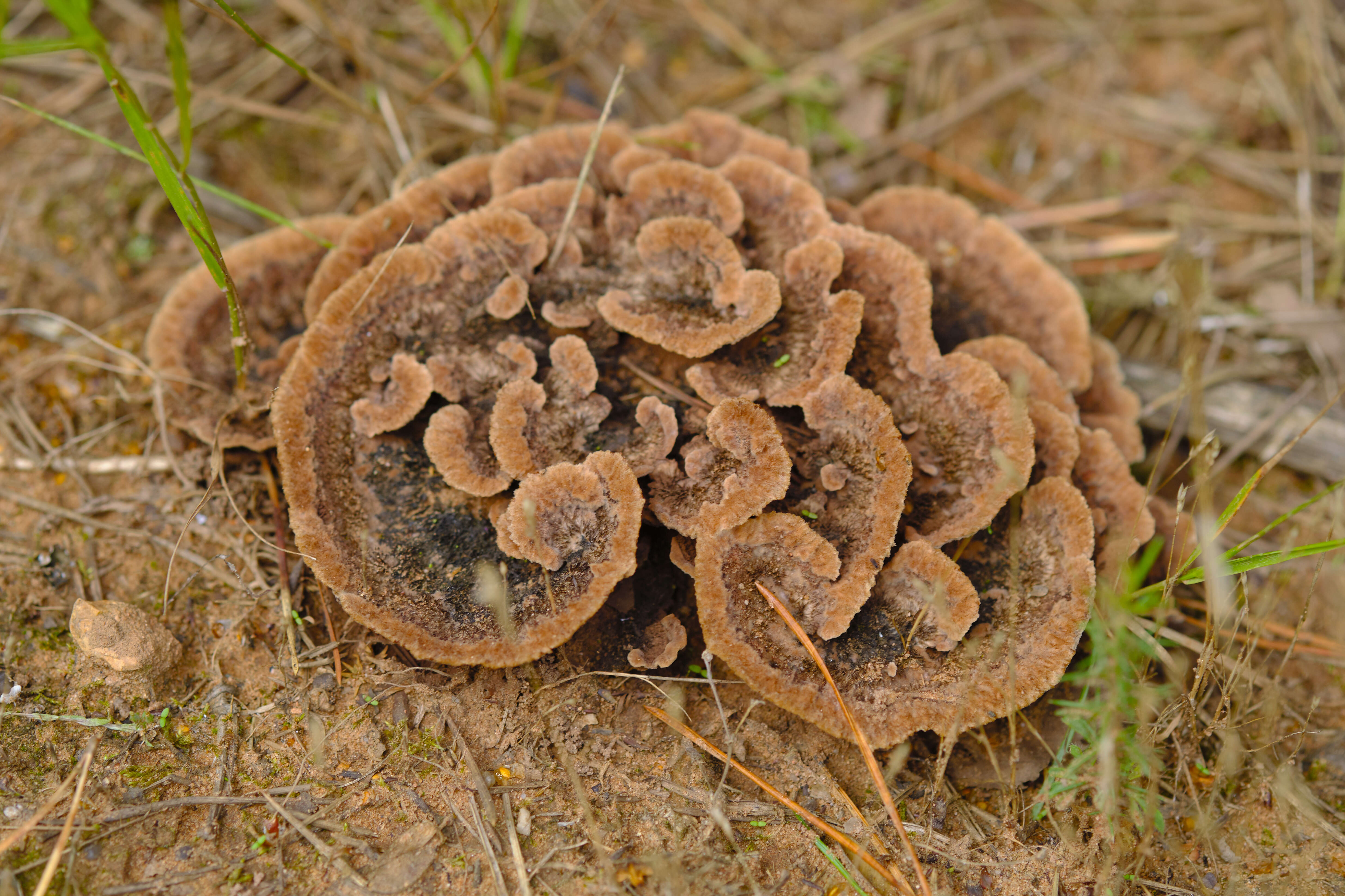 Image of Thelephora terrestris Ehrh. 1787