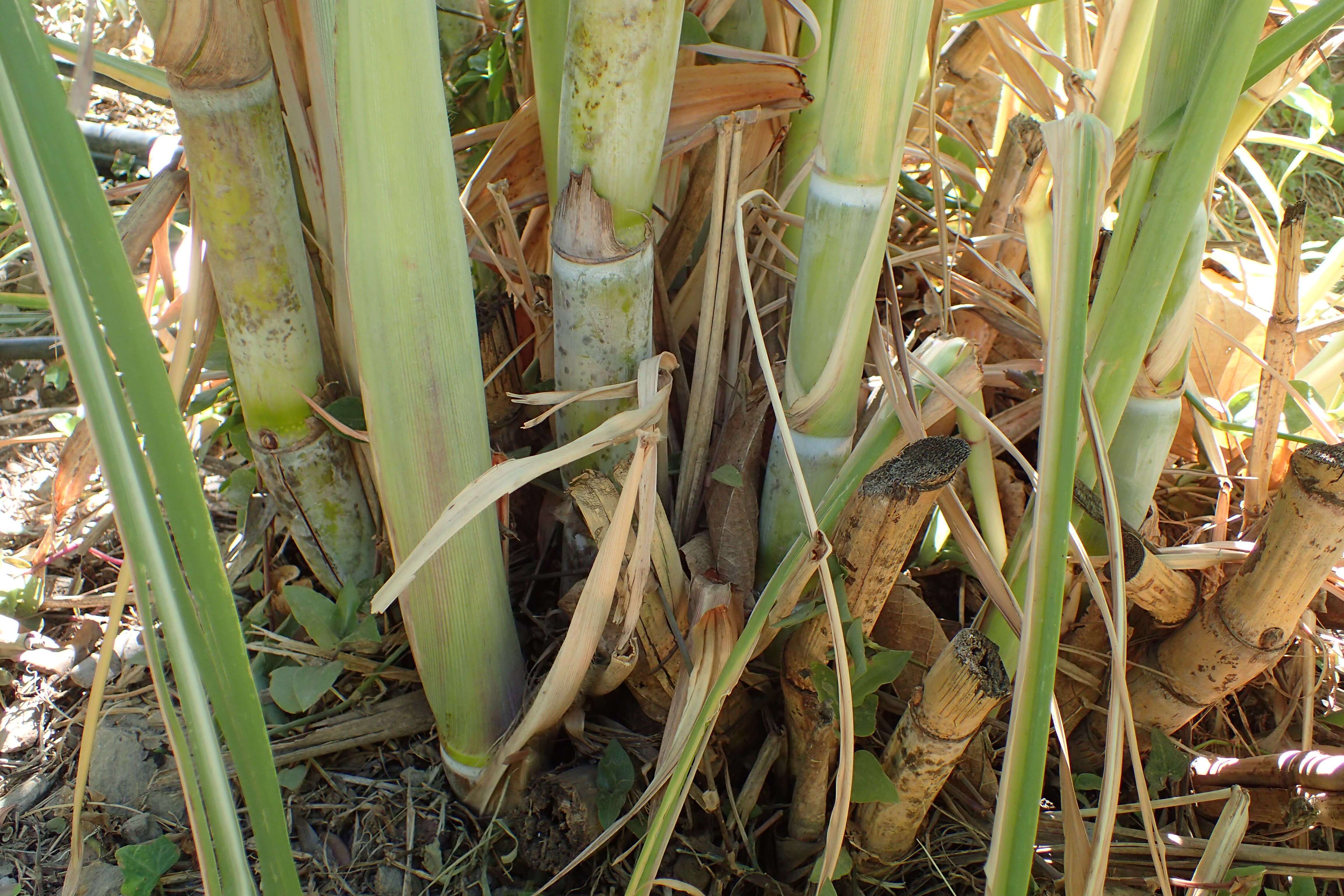 Image of sugarcane