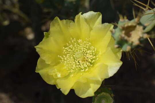 Image of Opuntia dillenii