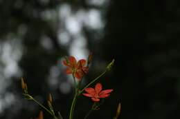 Image of Leopard flower