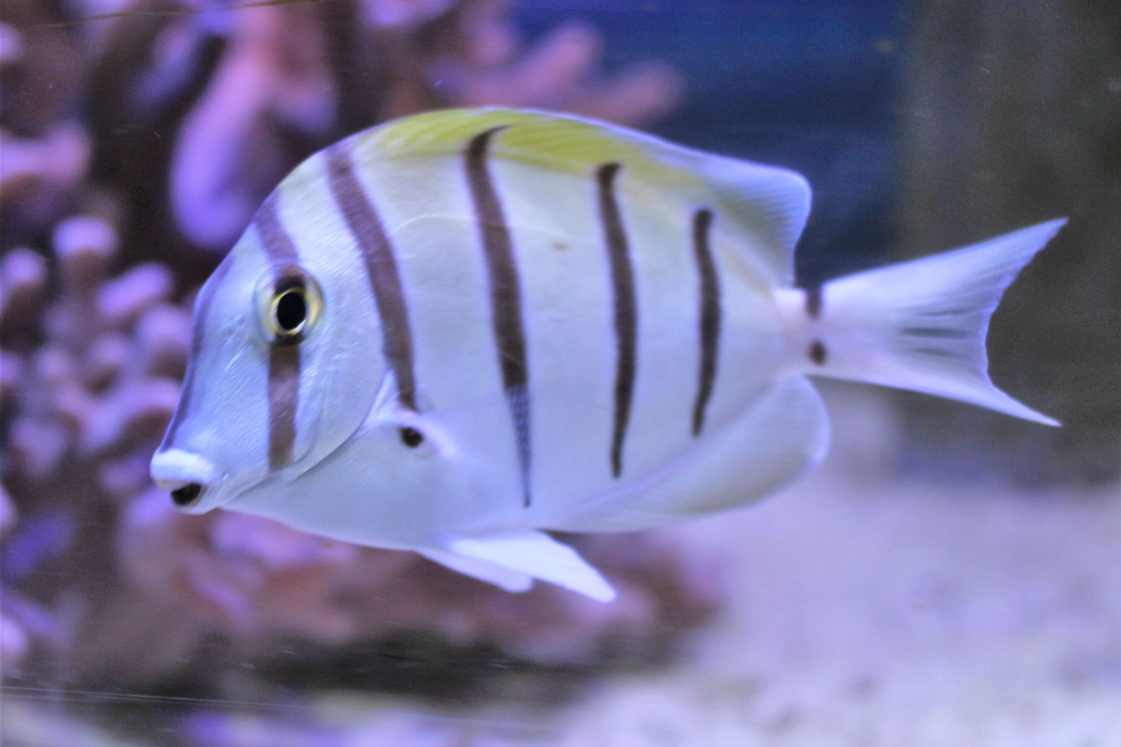 Image of Convict Surgeonfish