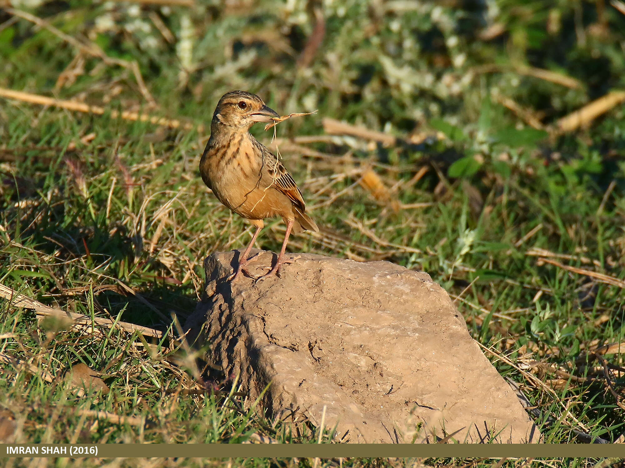 Image of Indian Bush Lark