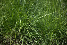 Image of autumn moor grass