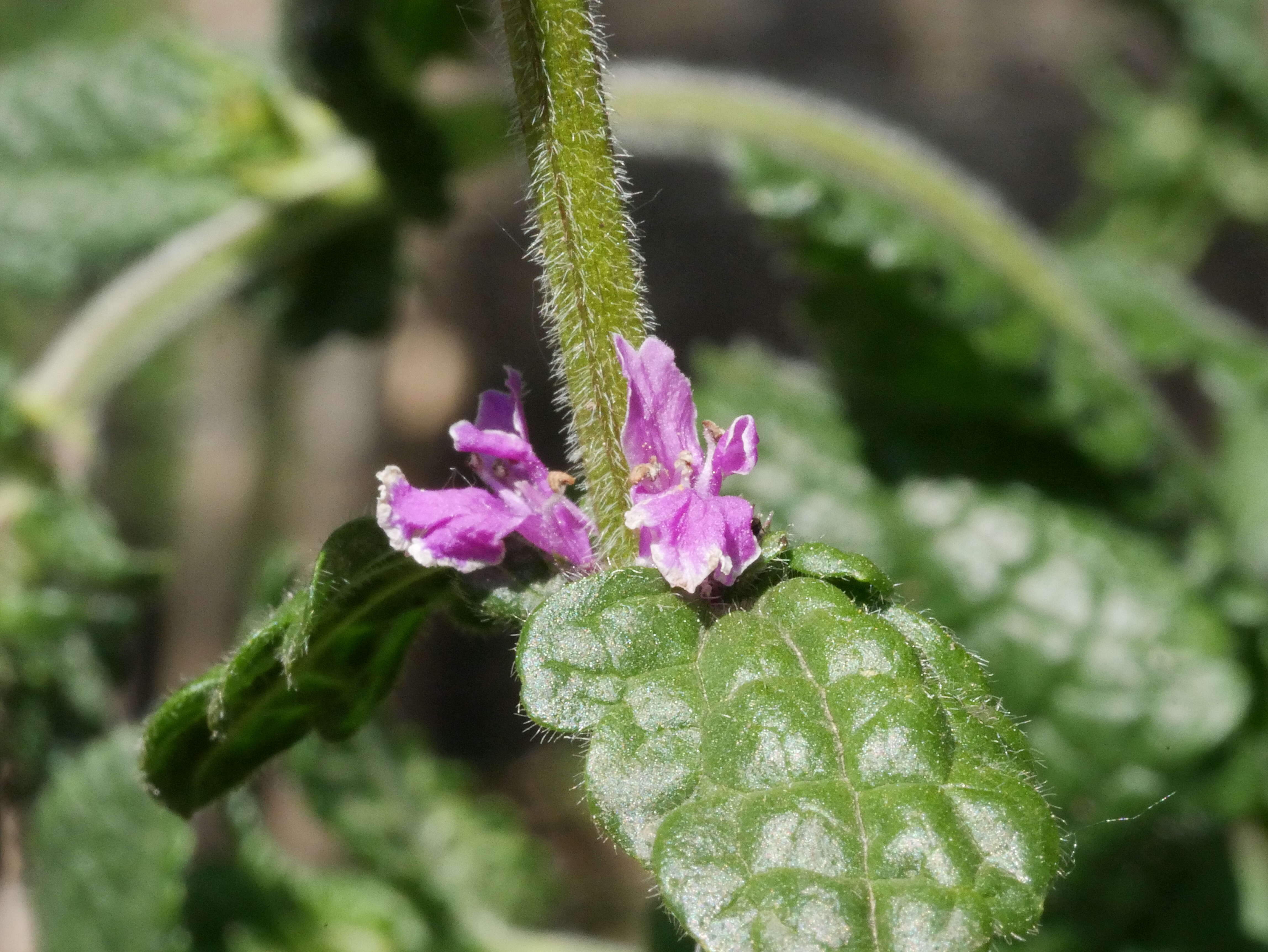 Image de Betonica officinalis L.