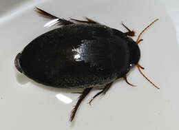 Image of Agabus (Gaurodytes) bipustulatus (Linnaeus 1767)