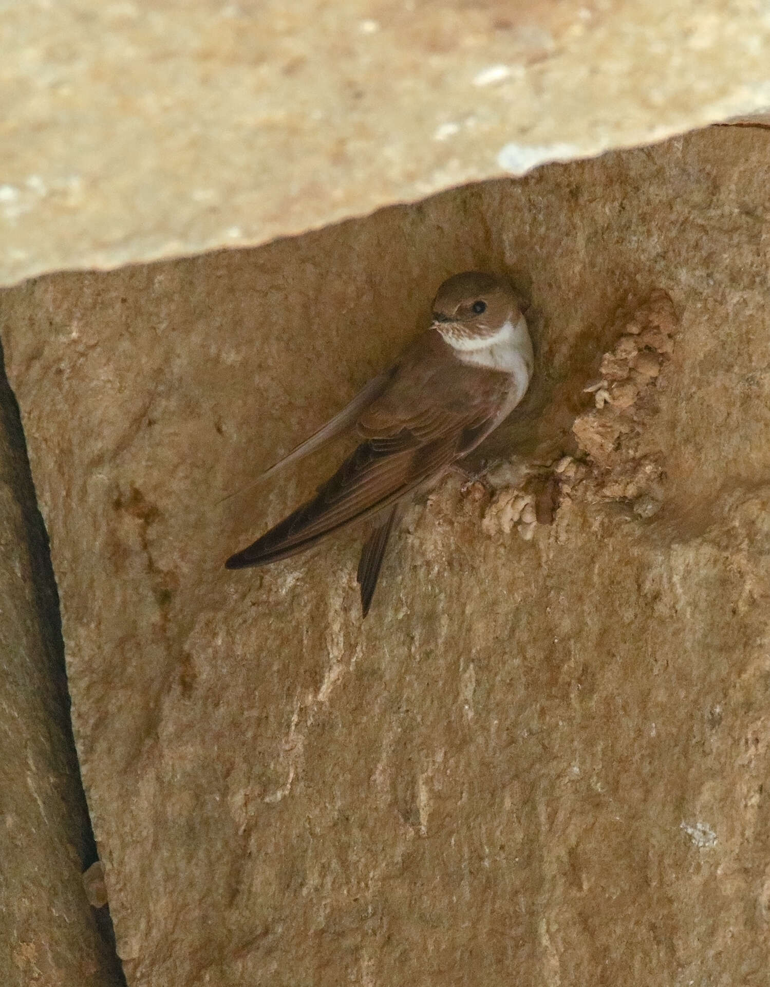 Image of Eurasian Crag Martin