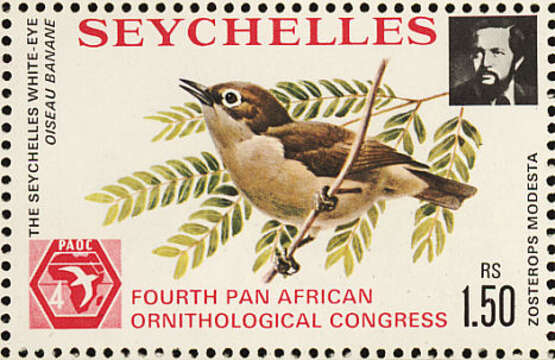 Image of Seychelles Grey White-eye