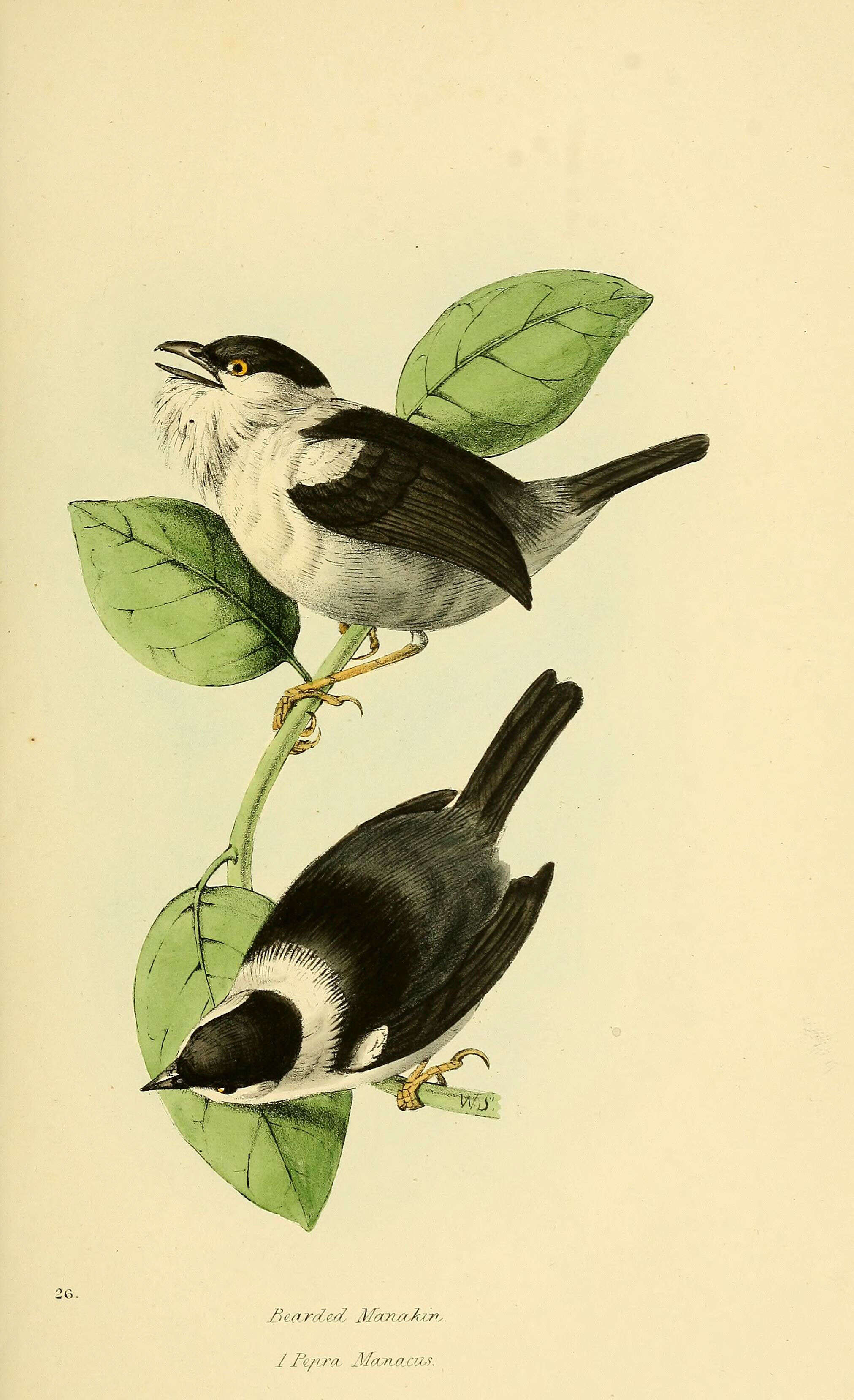 Image of White-bearded Manakin