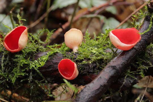 Image of scarlet cup