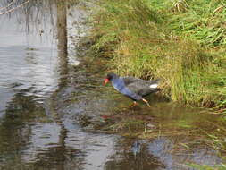 Image of Australasian Swamphen