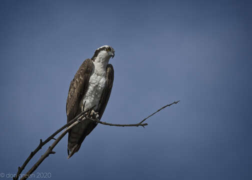 Image of ospreys