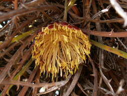 Image of Banksia comosa (Meissn.) A. R. Mast & K. R. Thiele