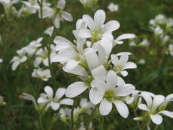 Plancia ëd Saxifraga granulata L.