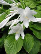 Imagem de Hosta plantaginea (Lam.) Asch.