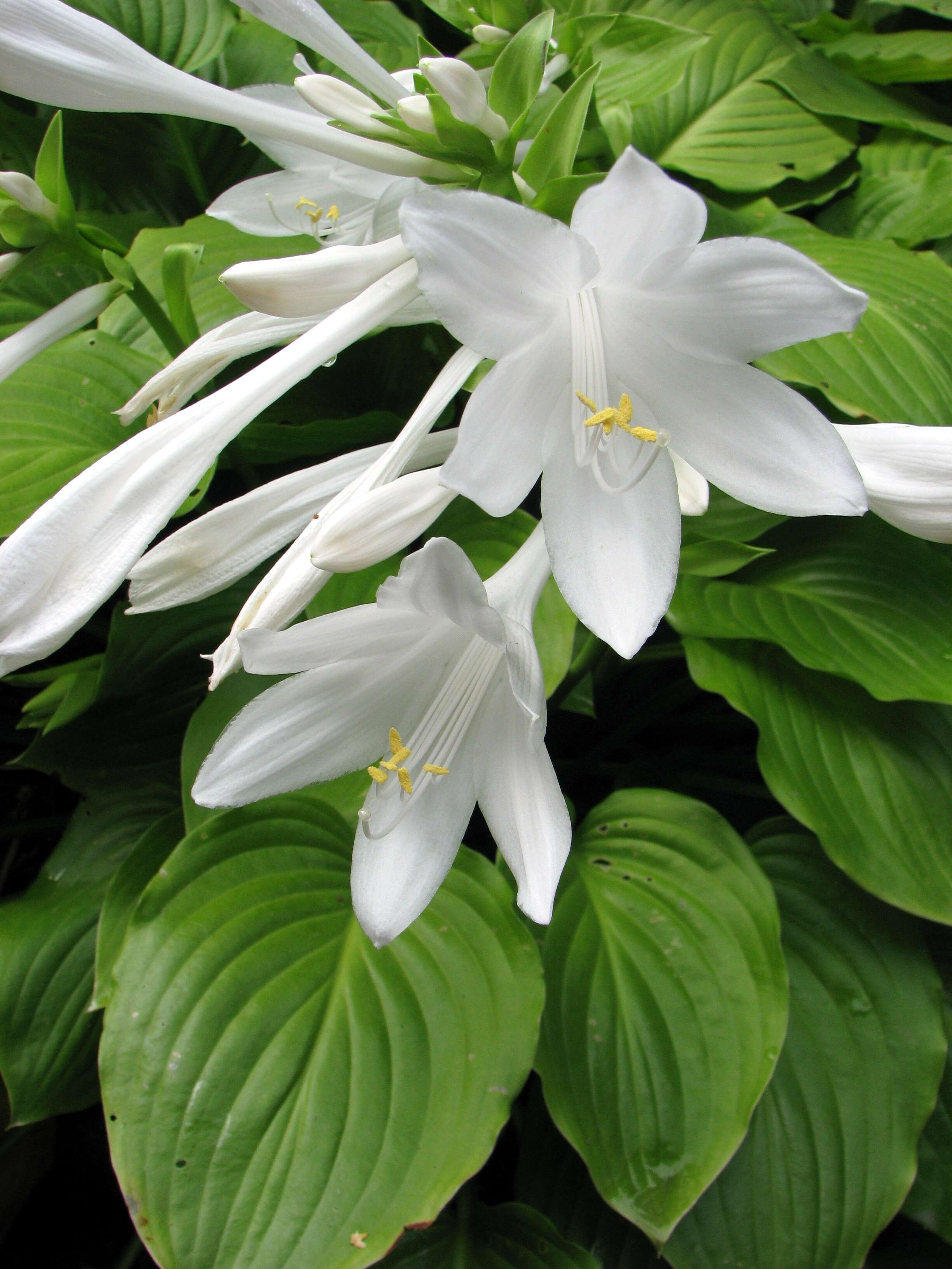 Imagem de Hosta plantaginea (Lam.) Asch.