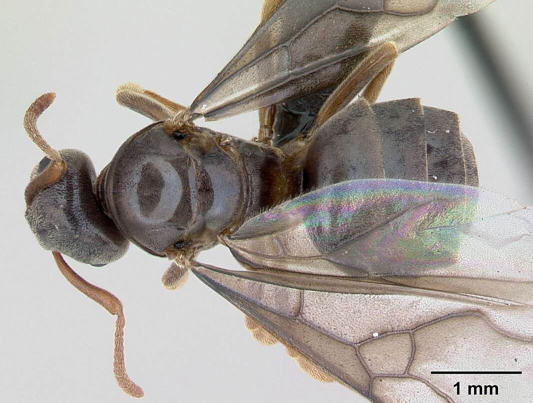 Image de Lasius mixtus (Nylander 1846)