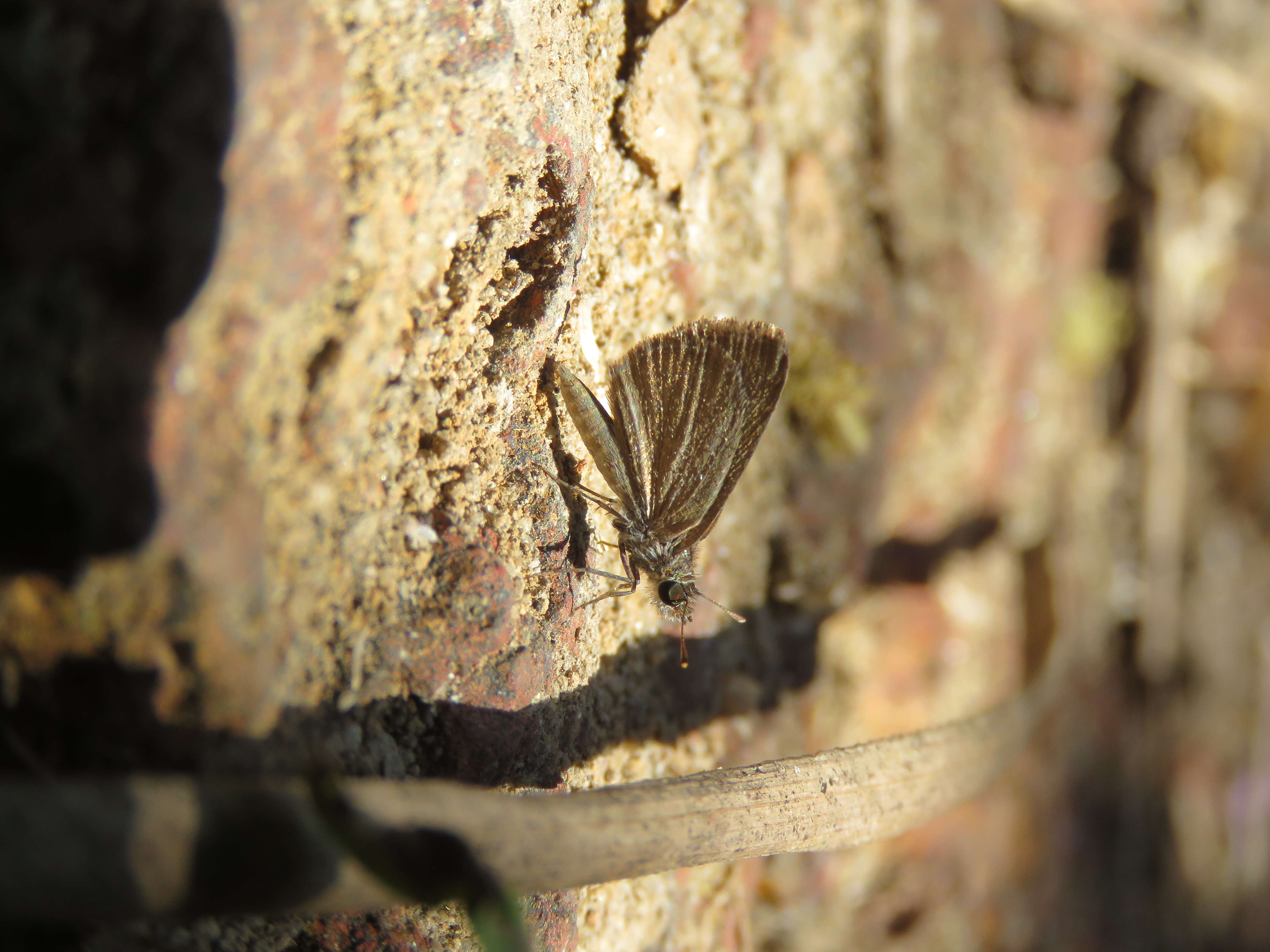 Aeromachus pygmaeus Fabricius 1775 resmi