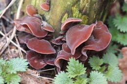 Image of ear fungus