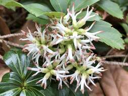 Image of Japanese pachysandra