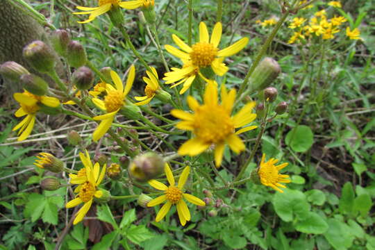 Image of golden ragwort