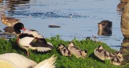 Image of shelduck, common shelduck