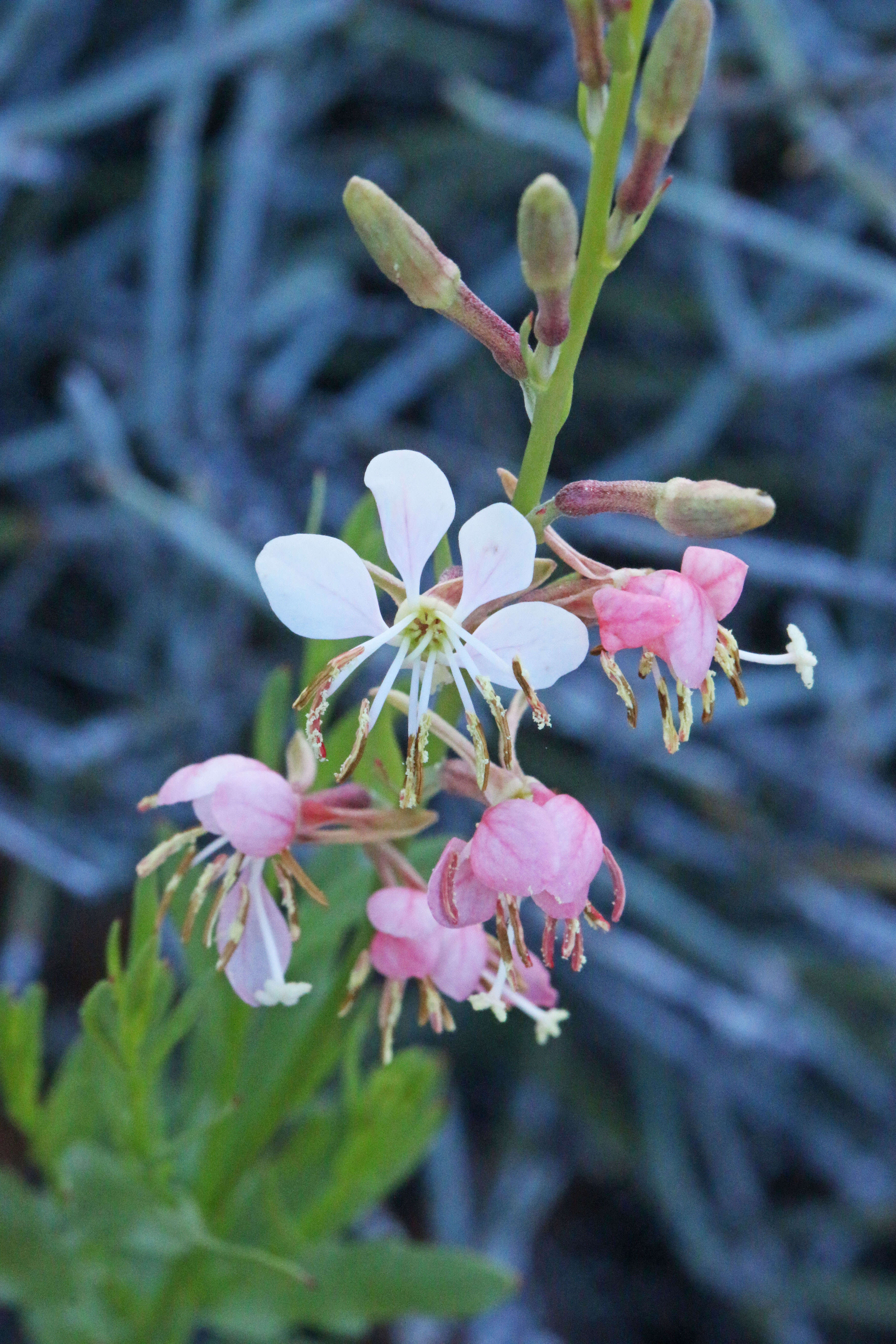 Image of scarlet beeblossom