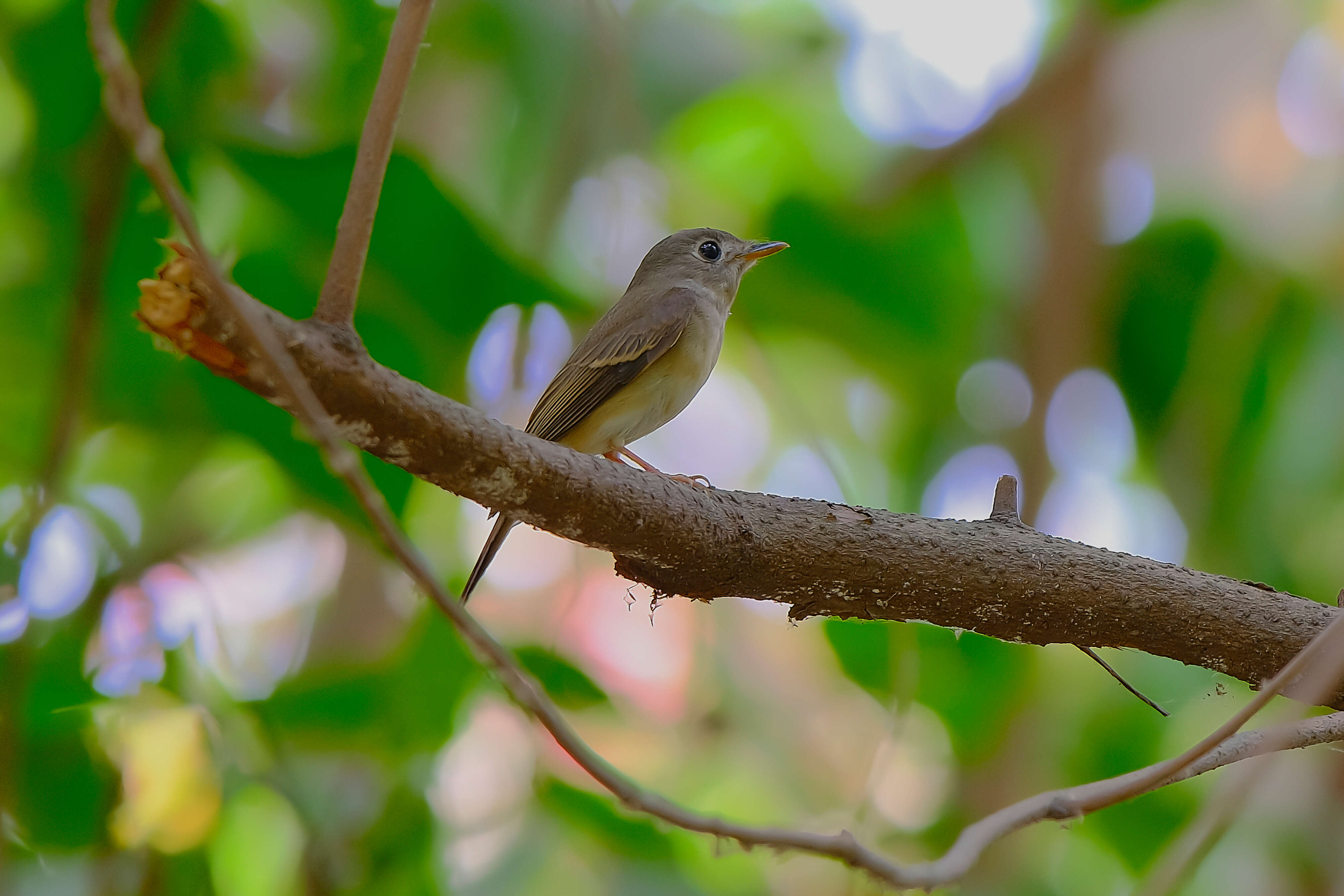 Image of Brown-breasted Flycatcher