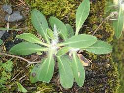 Image of Mouse-ear-hawkweed