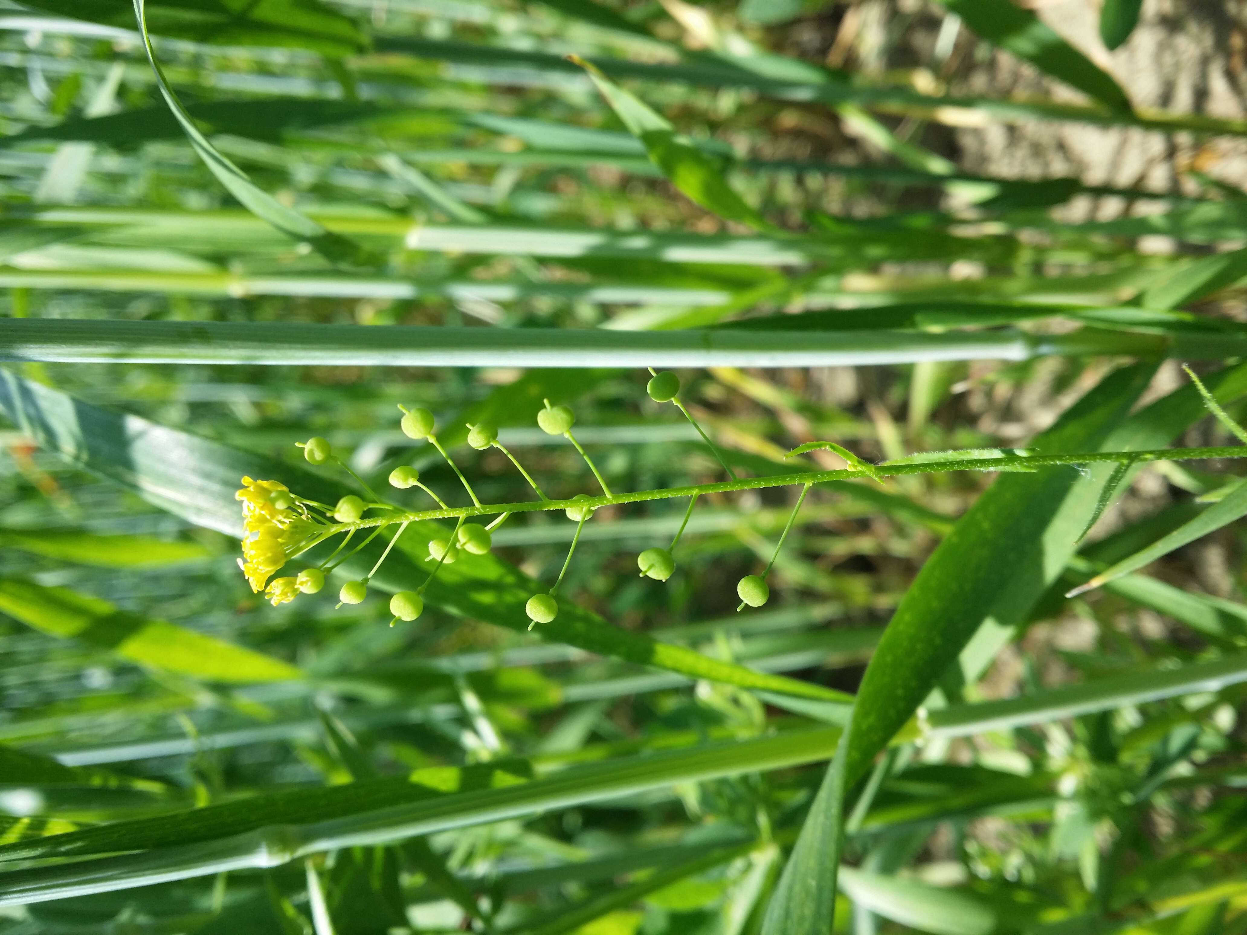 Image of ball mustard