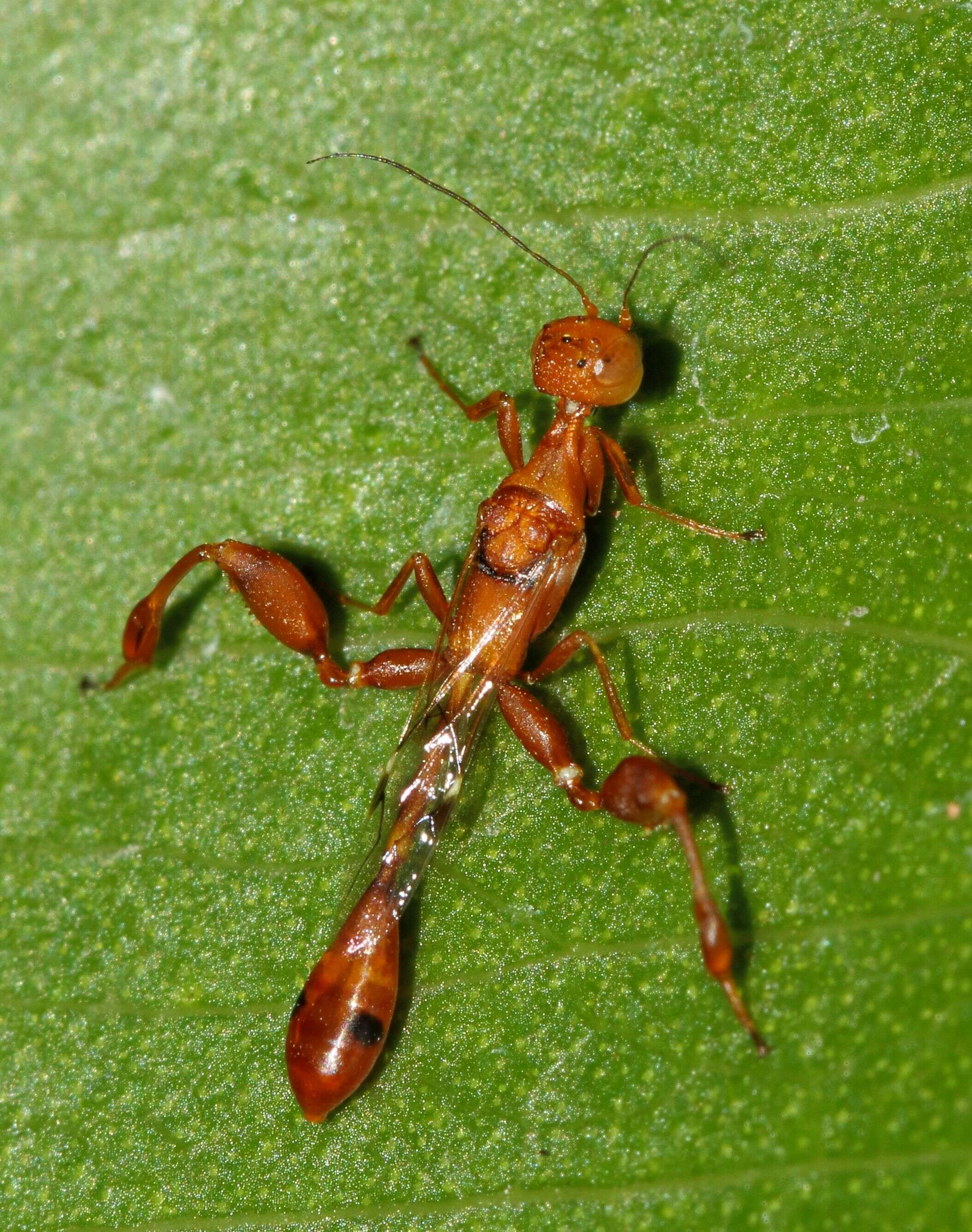 Image of stephanid wasps