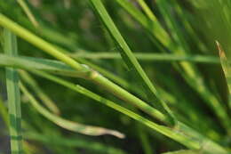 Image of Indian goosegrass