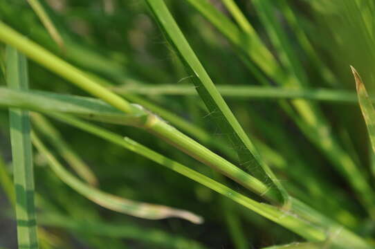 Eleusine indica (L.) Gaertn. resmi