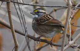 Image of White-throated Sparrow