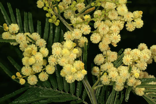 Image of black wattle