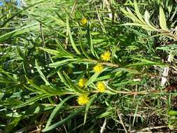 Image of Tufted Loosestrife