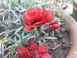 Image of carnation