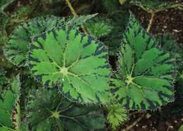 Image of Begonia bowerae Ziesenh.