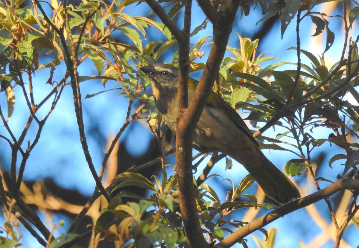 Image of Buff-throated Saltator