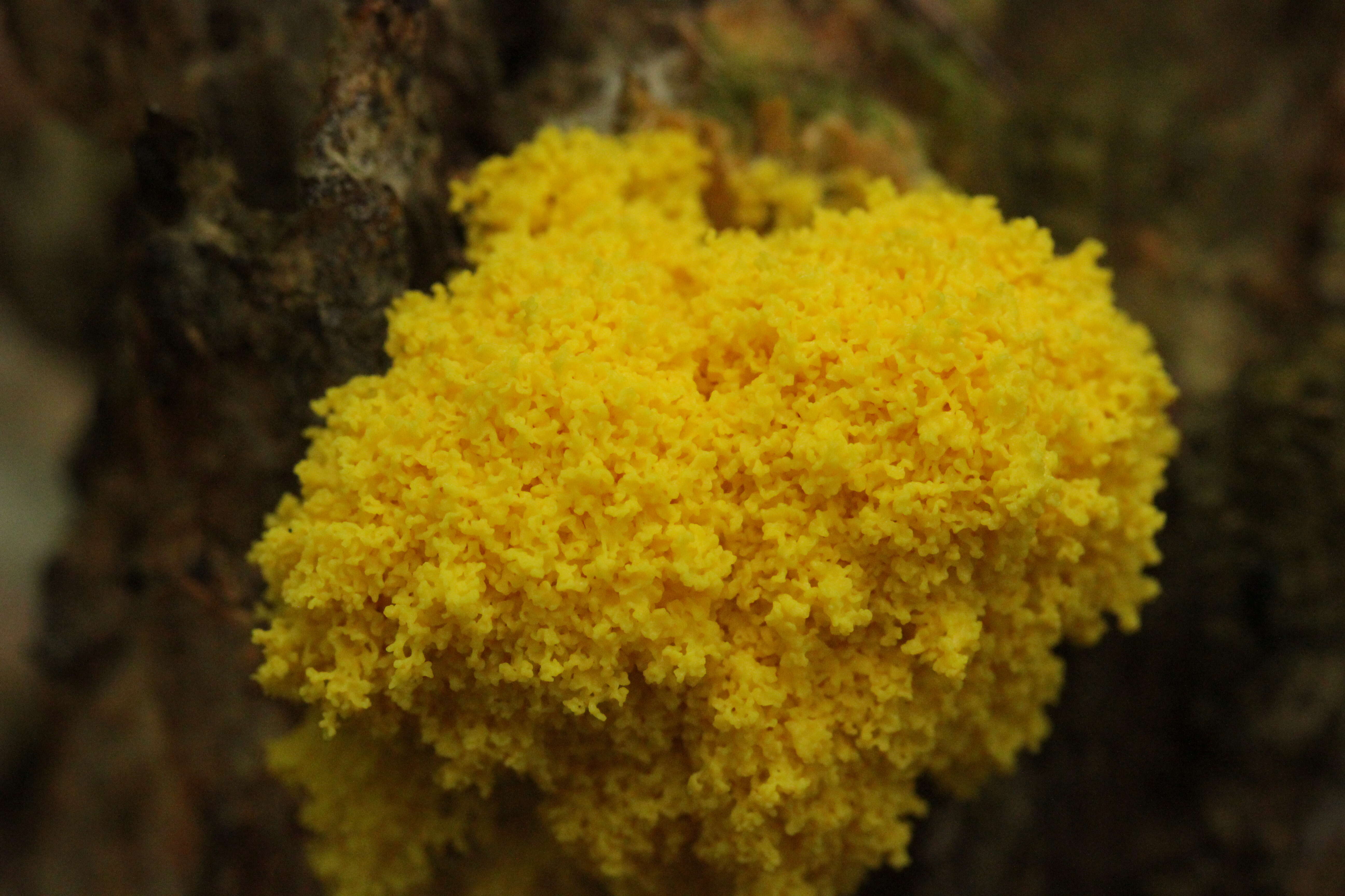 Image of Dog vomit slime mold