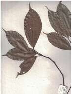 Image of Ficus nervosa Heyne ex Roth