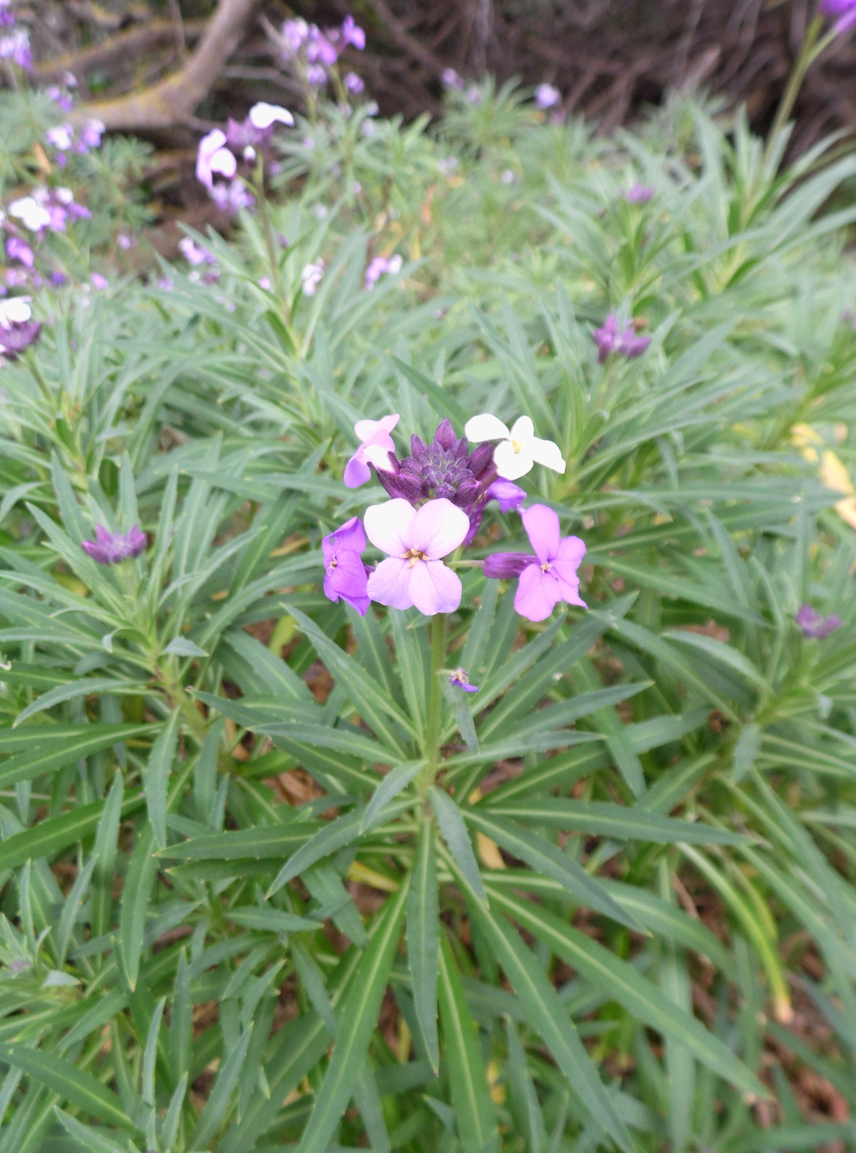 Image of Erysimum scoparium (Brouss. ex Willd.) Wettst.