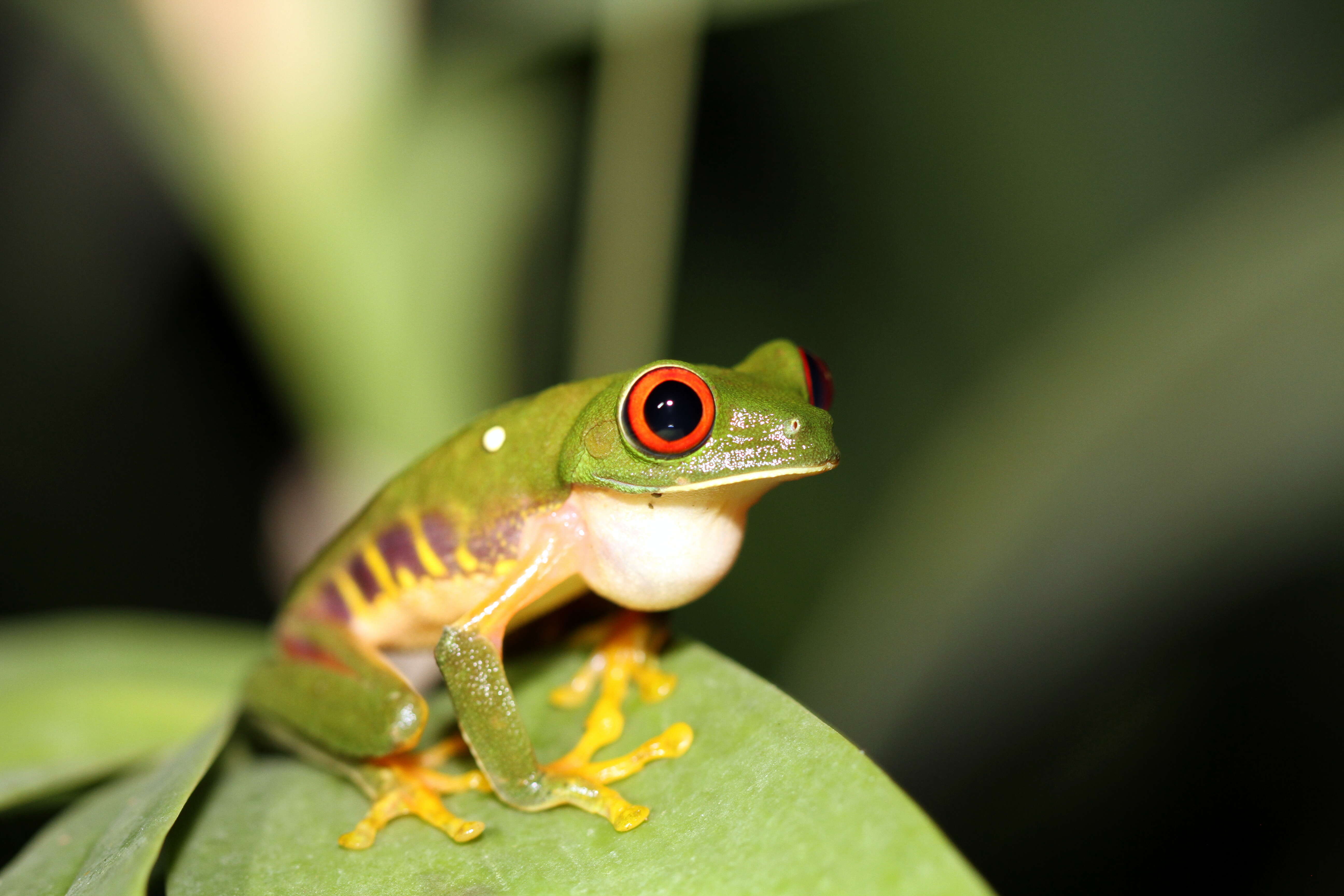 Imagem de Agalychnis callidryas (Cope 1862)