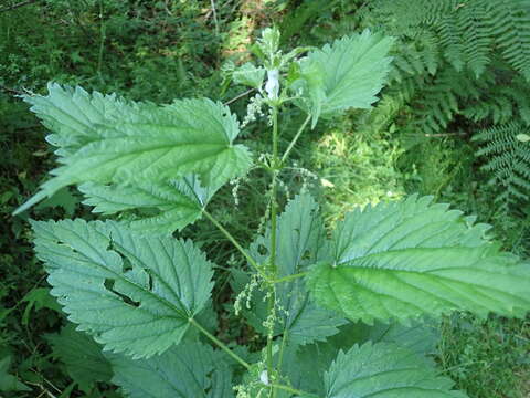 Image of Common Nettle