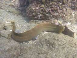 Image of Ophidium eel