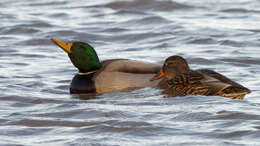 Image of Common Mallard