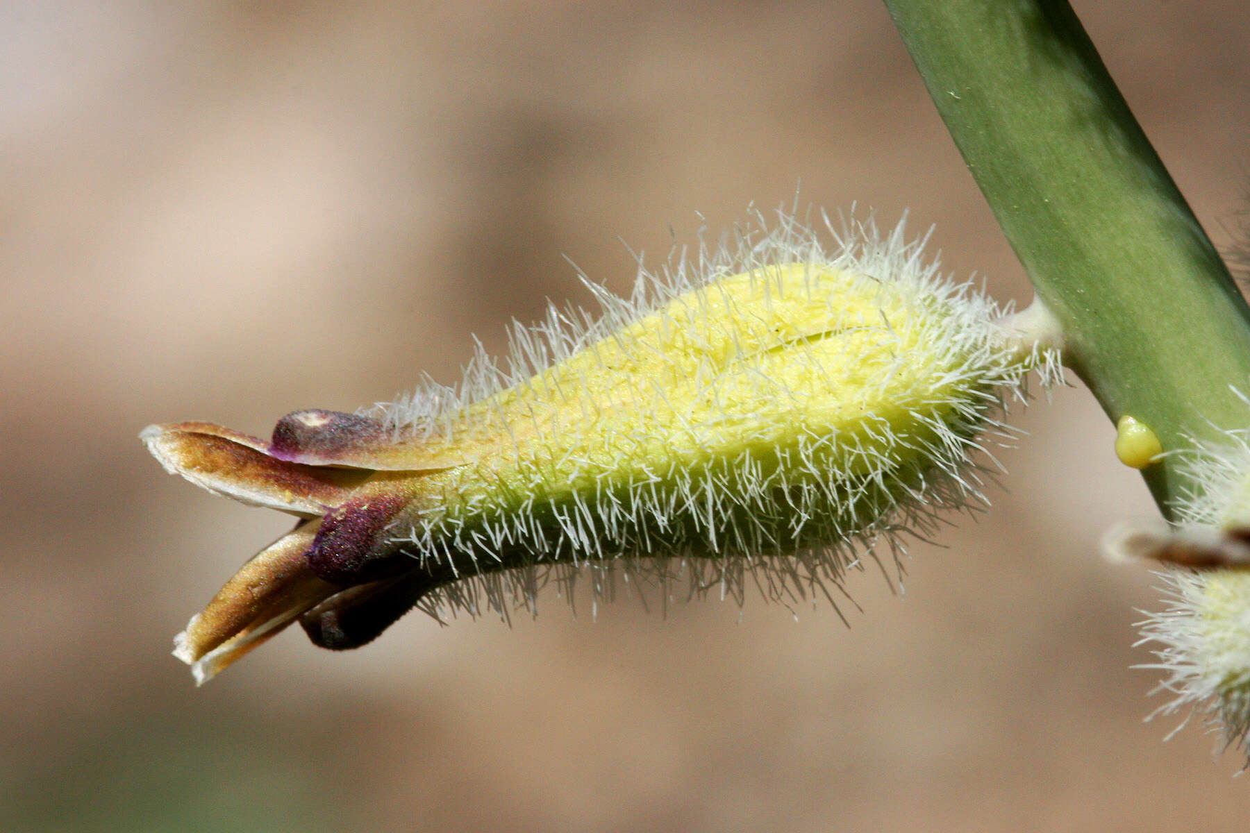 Image of thickstem wild cabbage