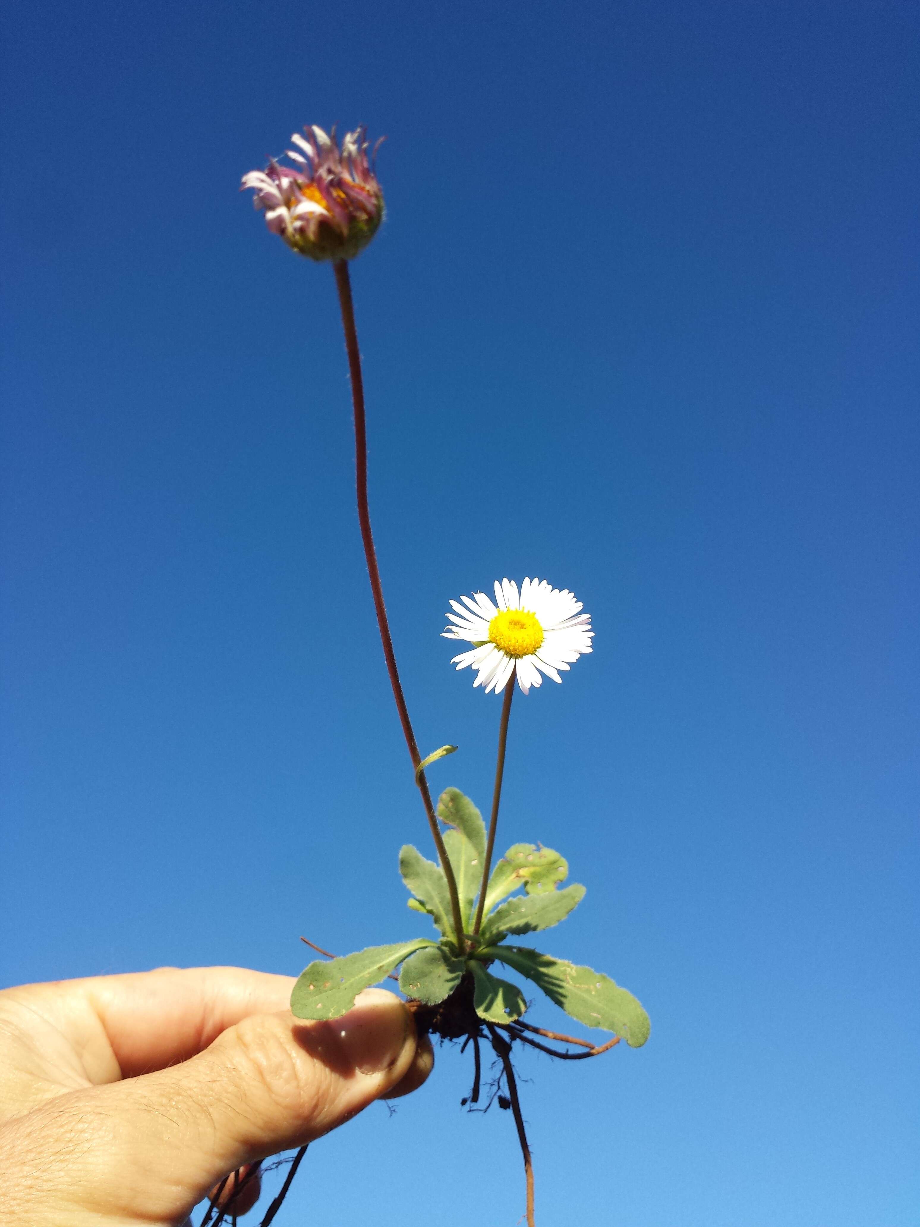 Bellis sylvestris Cyr. resmi