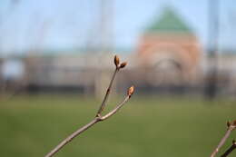 Image of red horse-chestnut